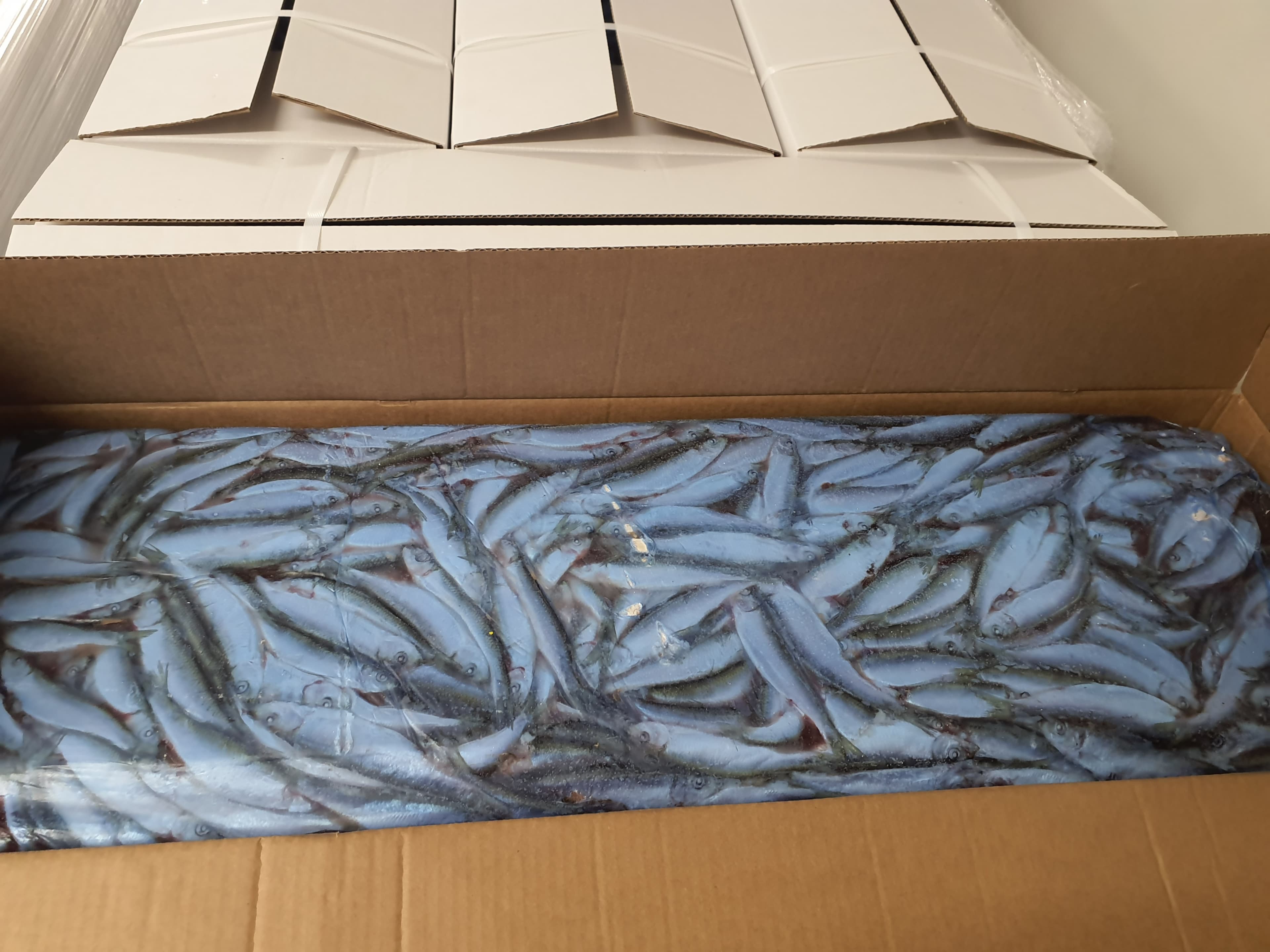 Frozen Atlantic sprats, 8+ cm, block frozen (LV) (sprattus sprattus)