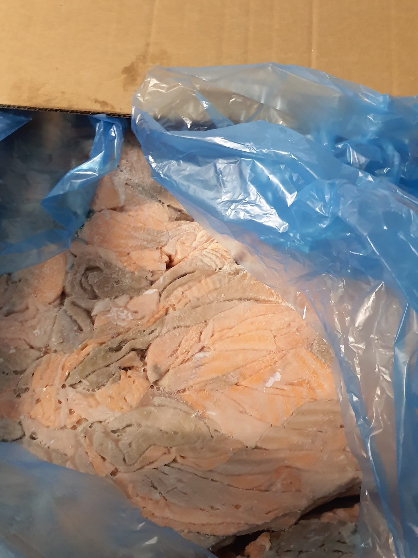 Atlantic Salmon Brown Meat (Salmo Salar)