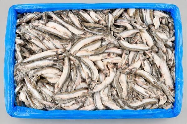 Frozen Capelin 25/35 (mallotus villosus)  