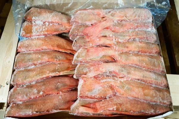 Frozen Redfish (Without head, gutted), 300-500gr (sebastes norvegicus)