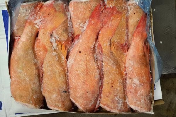 Frozen Redfish (Without head, gutted) 700gr+ (sebastes norvegicus)