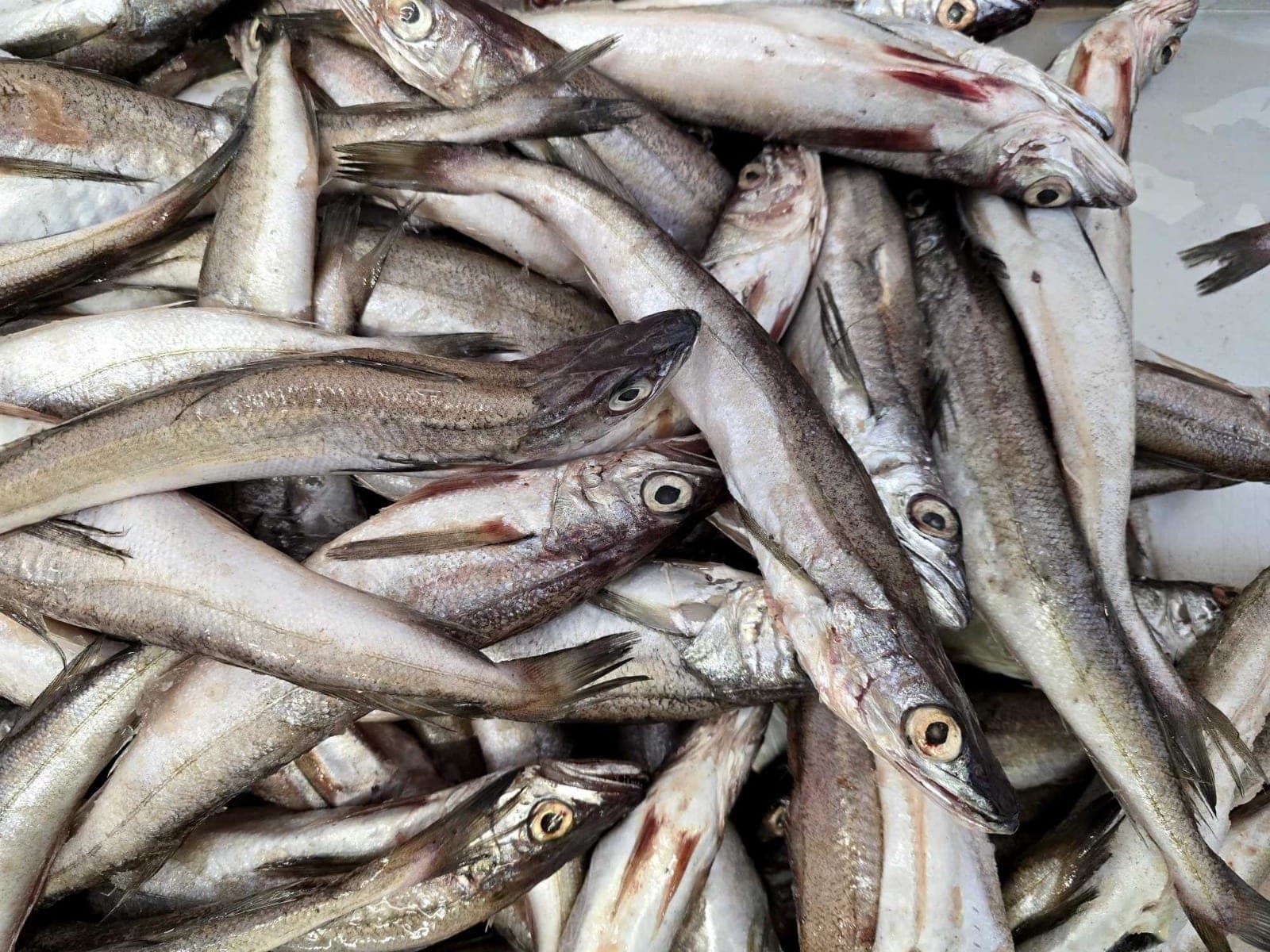 Frozen Whole Hake Bilienaris 80-150 gr. aprox. (Merluccius bilinearis)